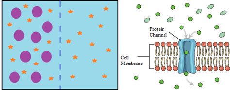 Selectively Permeable Definition