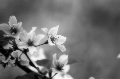 Flowers Black And White