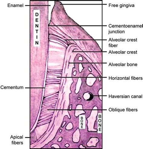 Periodontal Ligament Histology