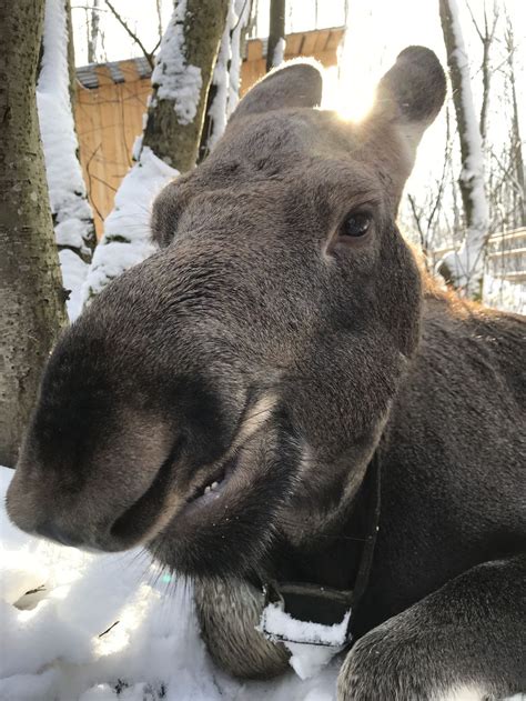 A baby elk enjoying frozen morning | Smithsonian Photo Contest ...