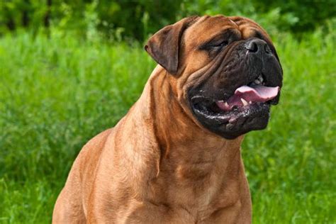 Bullmastiff - Health, History, Appearance, Temperament & Maintenance