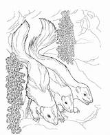 Skunk Coloring Pages Free Coloring sketch template