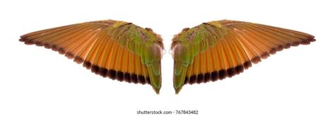 Angel Wings Isolated On White Background Stock Photo 767843482 | Shutterstock