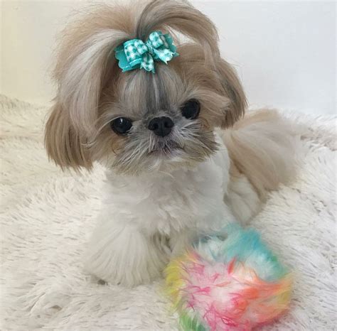 So cute | Shih tzu, Shih tzus, Puppies