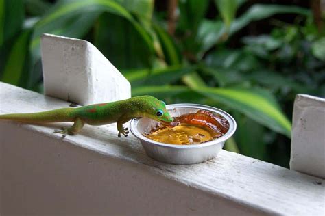 What Do Geckos Eat? Exploring the Diet of Geckos - Reptiles Life