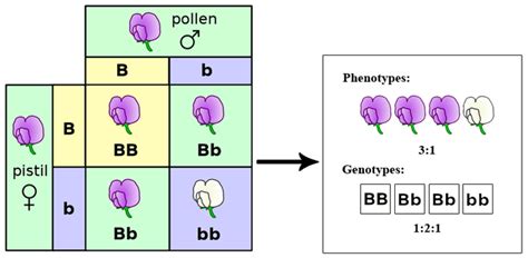 Mendels Experiments and the Laws of Probability | Boundless Biology