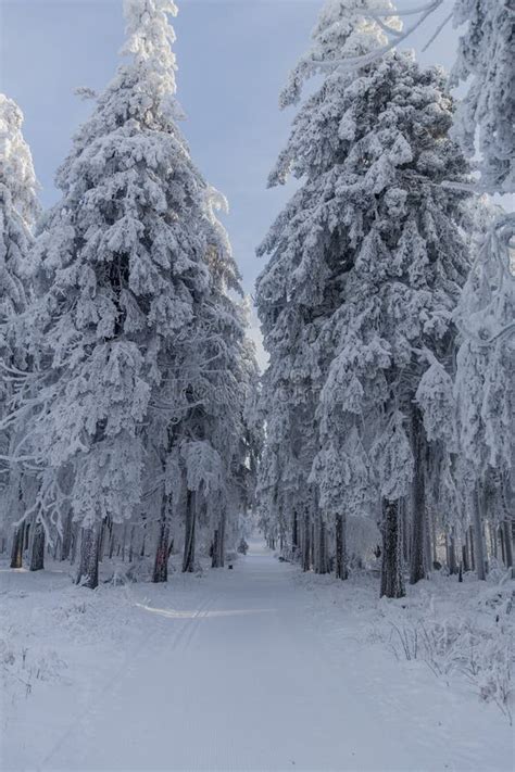 Winter Hiking in Different Places through the Thuringian Forest - Germany Stock Photo - Image of ...