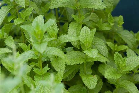 How to Grow Mint - BBC Gardeners World Magazine