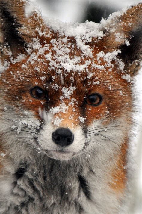 Fox in the Snow - Foxes Photo (40233038) - Fanpop