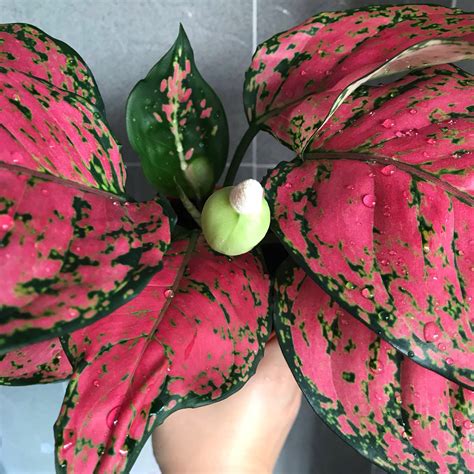 Aglaonema plant information | chocmales