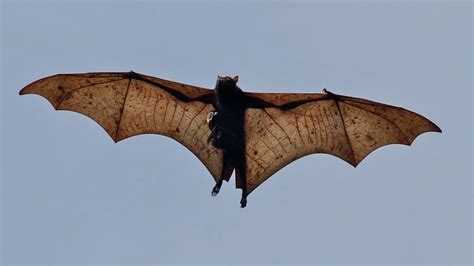 Bat Species - Bat Facts and Information For Kids (World of animals #10) - YouTube