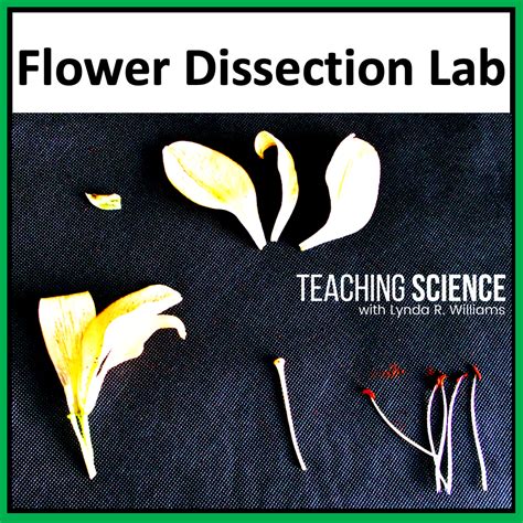 Flower Dissection Lab