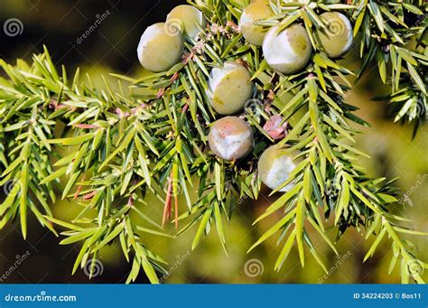 Foliage and Berries of Common Juniper (Juniperus Communis) Stock Image ...