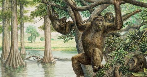 Ancient ape fossil yields surprising new insights about human evolution