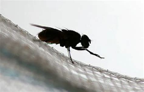 Annoying Black Flies May Be Extra-Pesky This Year