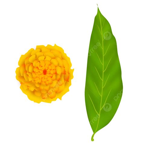 Marigold Flower And Mango Leaf, Yellow Marigold, Mango Leaf, Marigold PNG Transparent Clipart ...