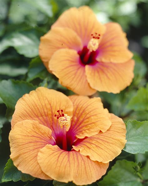 The Garden Plant of the Month for July: Hibiscus | The joy of plants