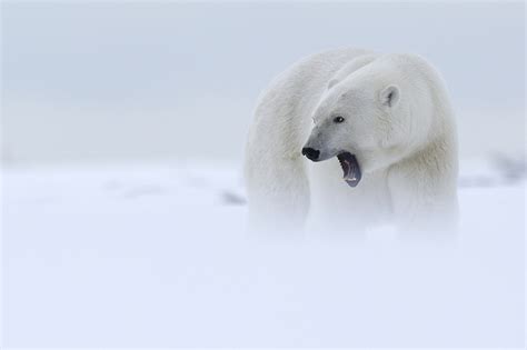 #880391 Bears, Polar bears, Snout, Paws - Rare Gallery HD Wallpapers