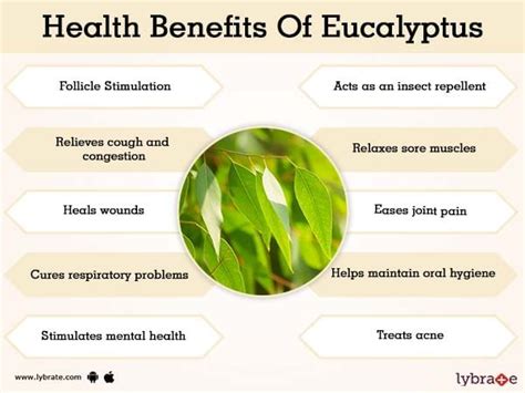 Benefits of Eucalyptus And Its Side Effects | Lybrate