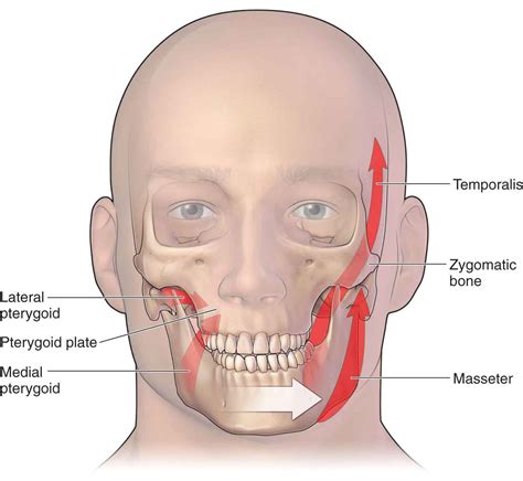 The Temporomandibular Joint | Musculoskeletal Key