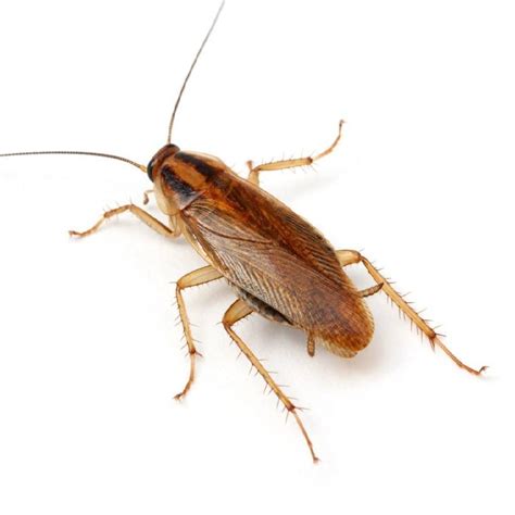 Cockroaches: Pictures, Information & Identification - Insight Pest