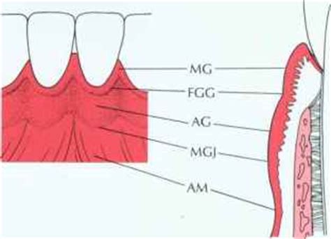 Gingiva - Tooth Structure - Mussen Healthcare