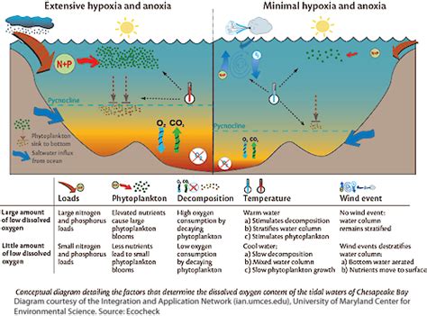 Hypoxia and Anoxia | Media Library | Integration and Application Network