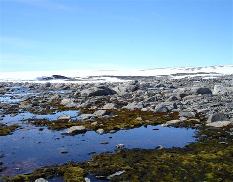 Antarctic Mosses Record Conditions on the Icy Continent | Live Science