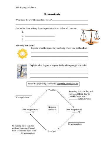 Homeostasis worksheet by smcdonnell1 - Teaching Resources - Tes