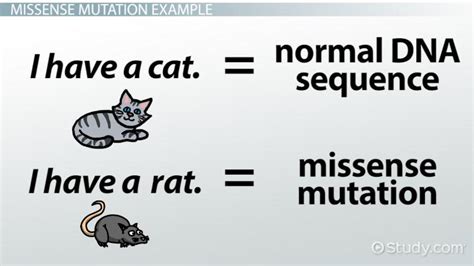 Missense Mutation | Definition, Variant & Examples - Video & Lesson Transcript | Study.com