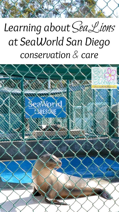 Learning about Sea Lions at SeaWorld San Diego (conservation and care) - Brie Brie Blooms