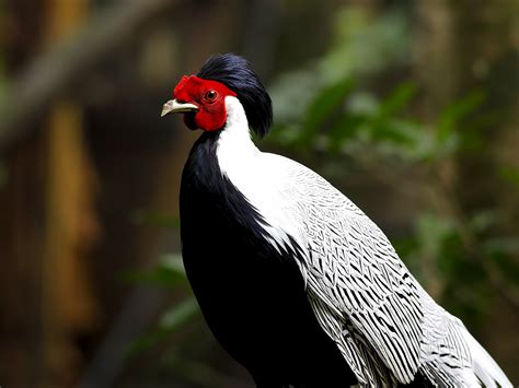 Silver Pheasant | Alexandria Zoo