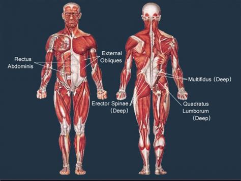 Core Muscles: Picture Of Core Muscles