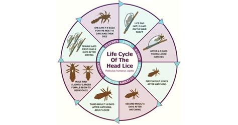 Lice Life Cycle - Overview of Development Stages - Learn About Nature