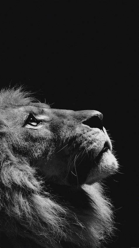 Black Lion iPhone Wallpapers - Wallpaper Cave