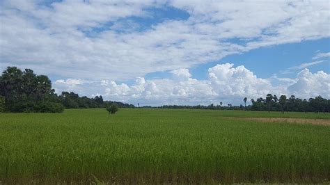 Cambodia Rice Field Harvest