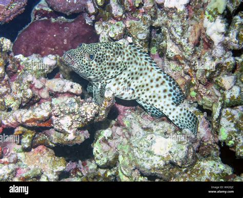 Greasy Grouper (Epinephelus tauvina Stock Photo - Alamy