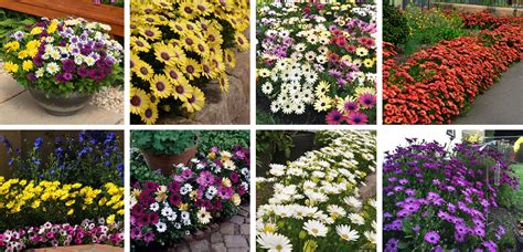 Fancy African Daisy Selection! - Plant Sales & Plant Specials - Hello ...