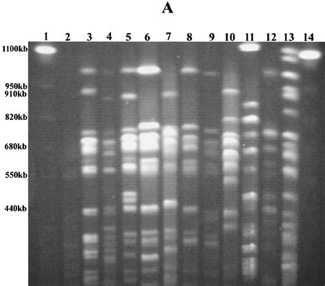 E . coli genetic types identi fi ed by PFGE. (A) Patterns obtained by... | Download Scientific ...