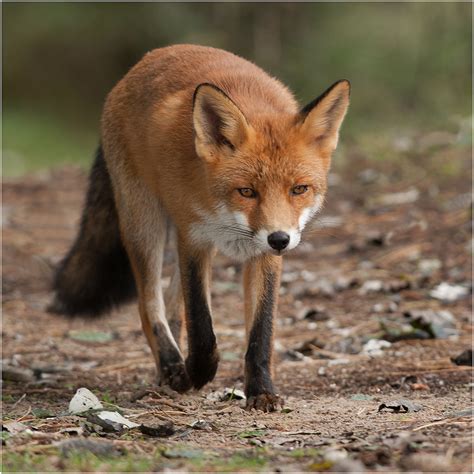 Vos - Fox | Amsterdamse Waterleidingduinen | Wim Berlijn | Flickr