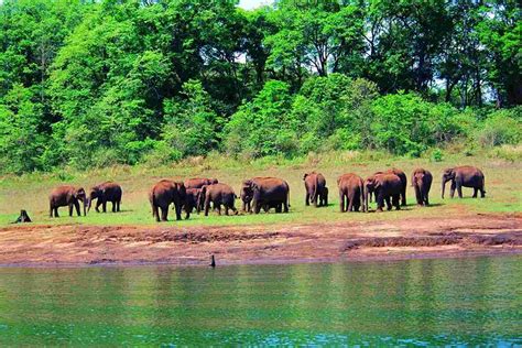 Thekkady Travel Guide | Periyar National Park | CuteKerala