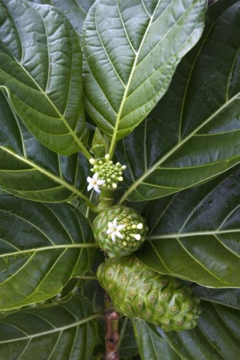 The Side Effects of Noni Capsules | Livestrong.com