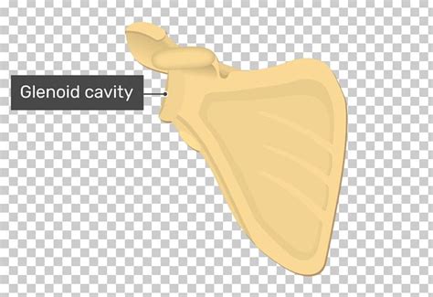 Angulus Lateralis Scapulae Glenoid Cavity Winged Scapula Bone PNG, Clipart, Anatomy, Angle ...