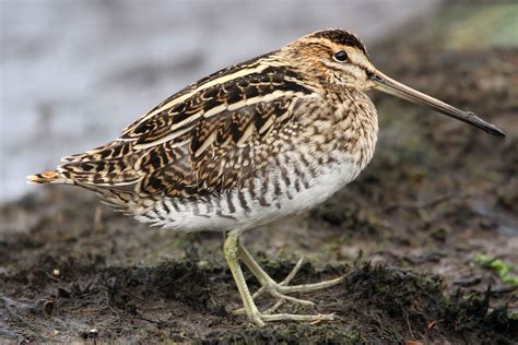 Common Snipe, Great Snipe and Eurasian Woodcock photo ID guide - BirdGuides