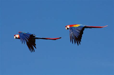 School Of Digital Photography: Tips for Photographing Birds In Flight