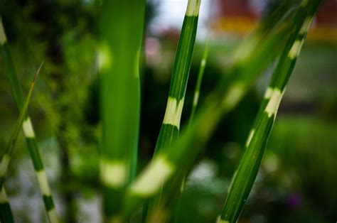 Deer Resistant Ornamental Grasses