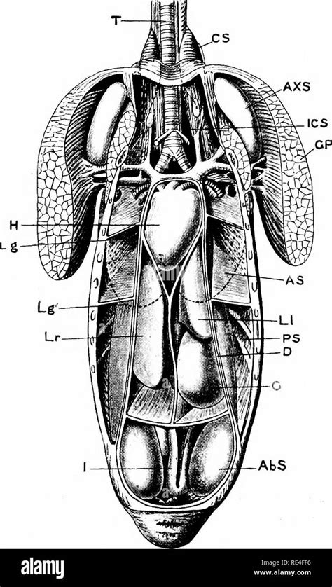 Duck Anatomy Diagram