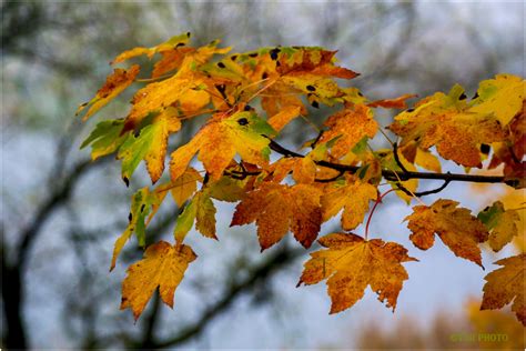 Autumnal branch - Plant & Nature Photos - Tomek's Photoblog