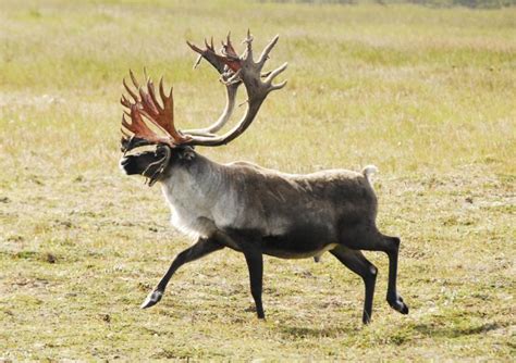 Biologists find first cases of infectious bacteria in Southwest Alaska caribou herd