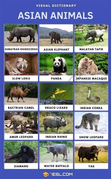 Asian Animals: List of Remarkable Animals that Live in Asia • 7ESL ...